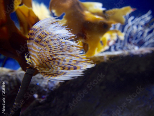 Spirographis spallanzani - Weathry-tuft tube worm photo