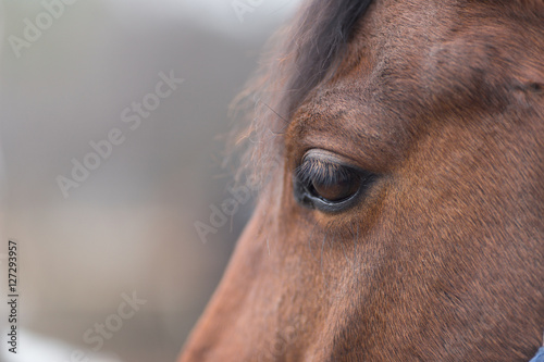 Portrait of a thoroughbred horse close up in nature. © makam1969