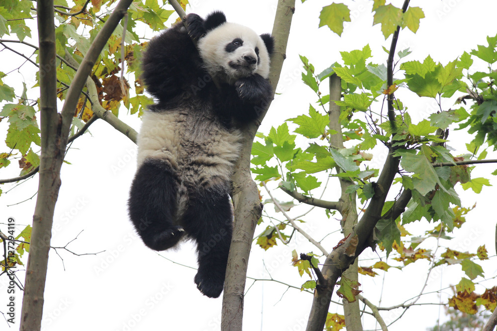 Obraz premium Acrobatic Panda