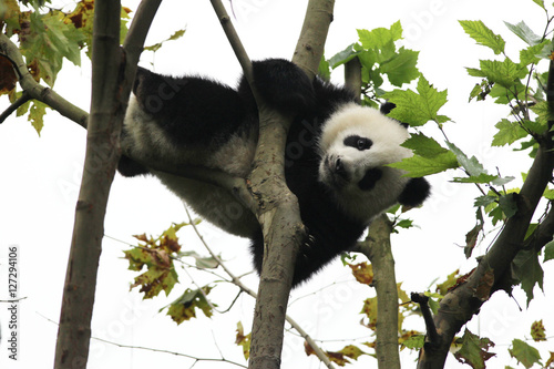 Acrobatic Panda