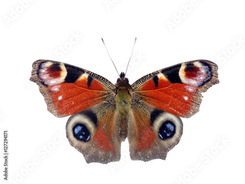 butterfly on white background © Witold Krasowski