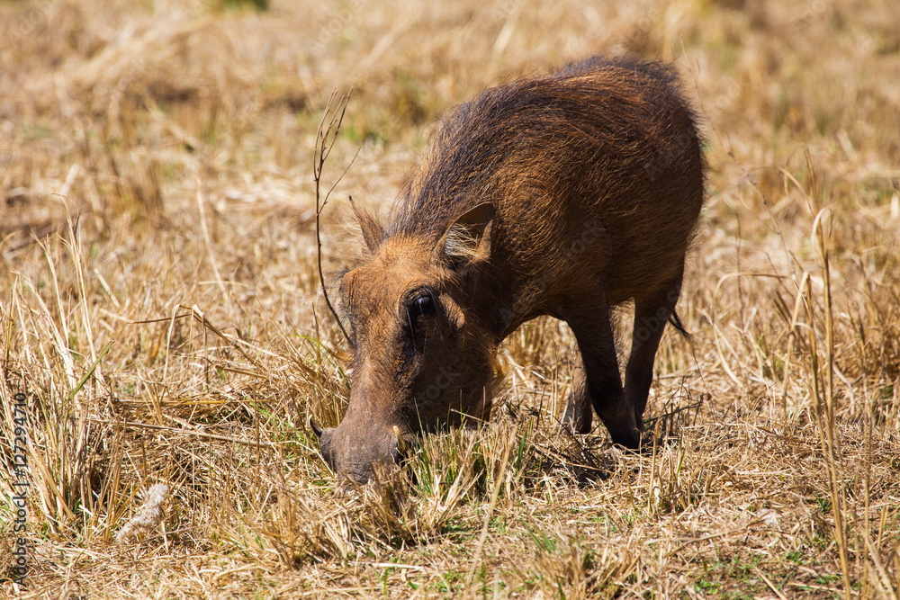 Common warthog. African wild animals
Common warthog. African wild animals
