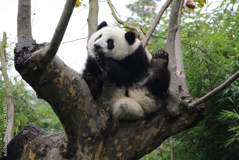 Happy Panda on the Tree Happy Panda on the Tree