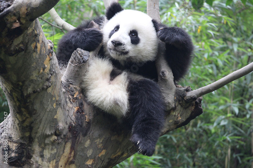 Fototapeta Naklejka Na Ścianę i Meble -  Happy Panda on the Tree