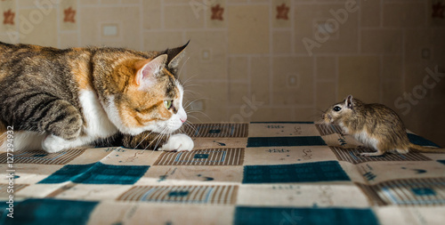 Canvas Print Cat playing with little gerbil mouse on the table  serving cutlery