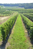 Vineyards near Bordeaux