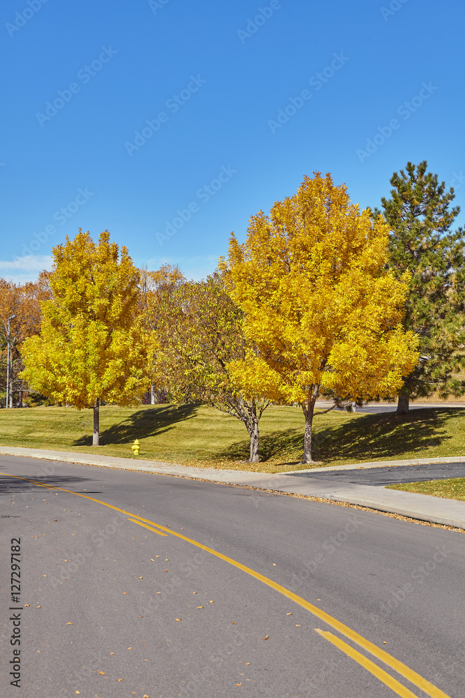 Obraz premium Picture of autumn trees along a road