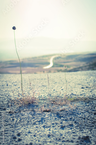 Paysage désertique, chemin et fleur - Turquie photo