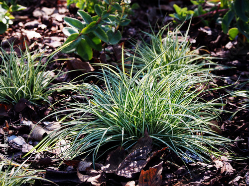 Foto Carex ornithopoda 'Variegata' - Brid's foot sedge