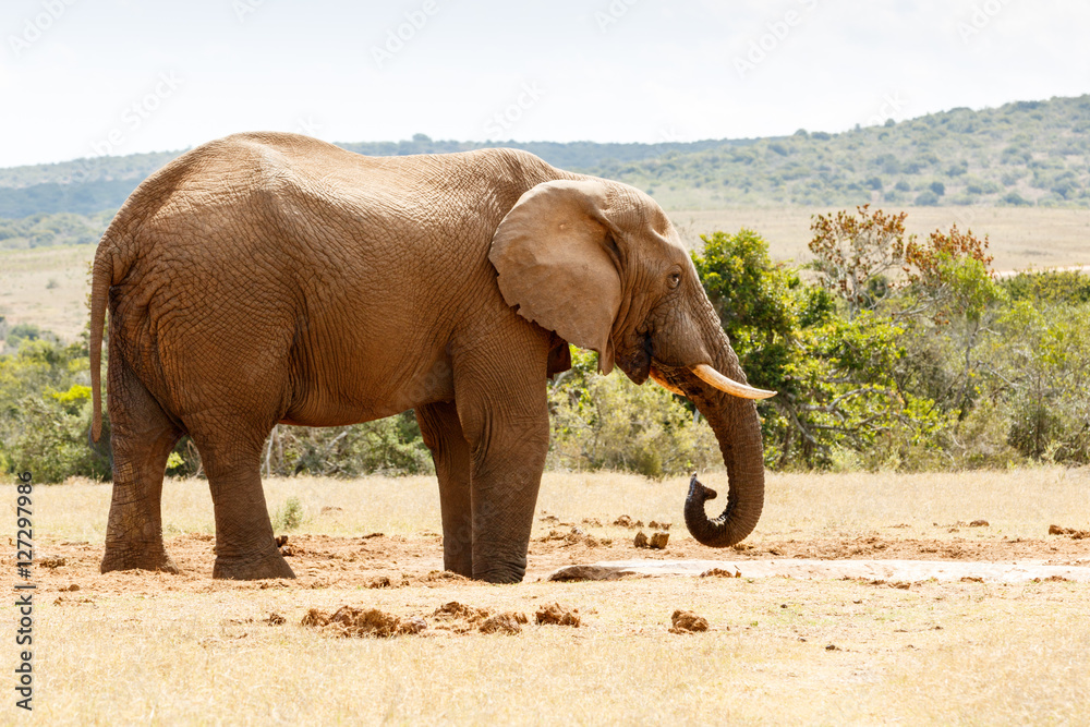 Fototapeta premium African Bush Elephant Drinking some Water
