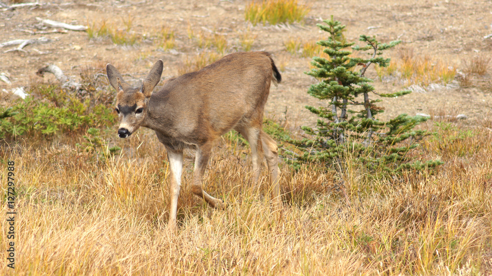 Hurricane Ridge, Olympic National Park, WASHINGTON USA - October 2014: A blacktail deer stops to admire the view of the mountains and eating gras. Hurricane Ridge, Olympic National Park, WASHINGTON USA - October 2014: A blacktail deer stops to admire the view of the mountains and eating gras.