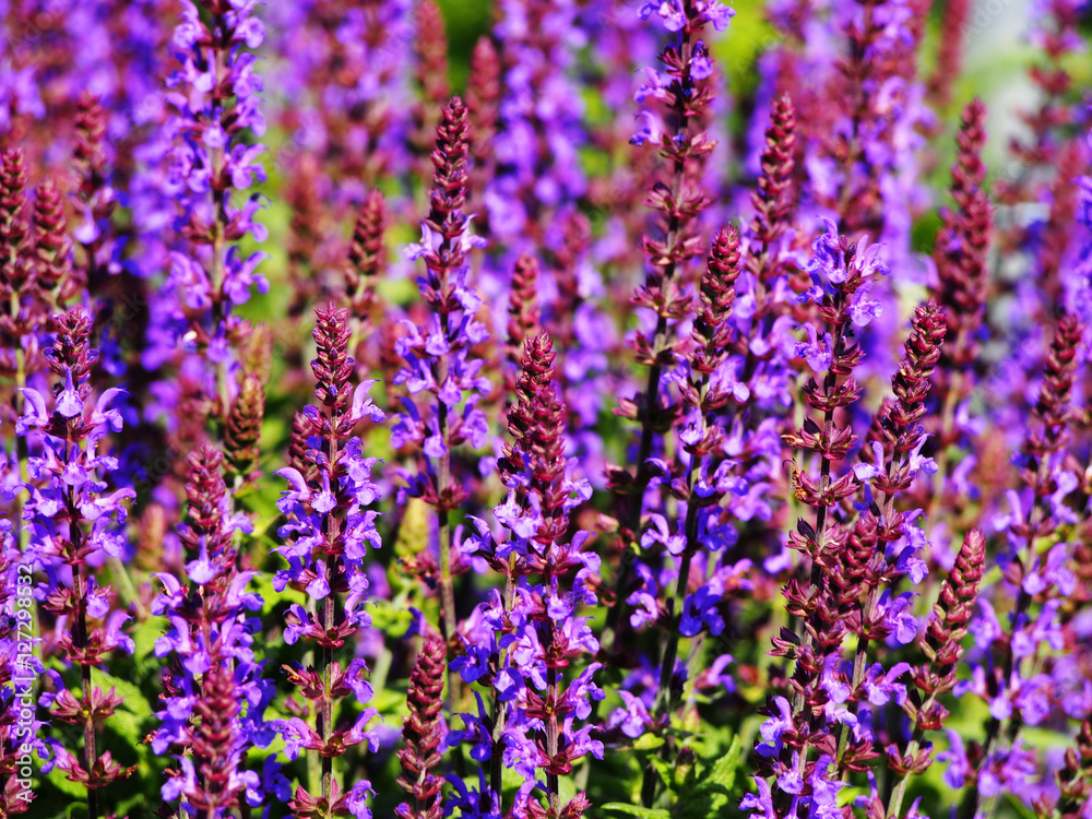 Woodland sage, Balcan clary (Salvia nemorosa) Woodland sage, Balcan clary (Salvia nemorosa)