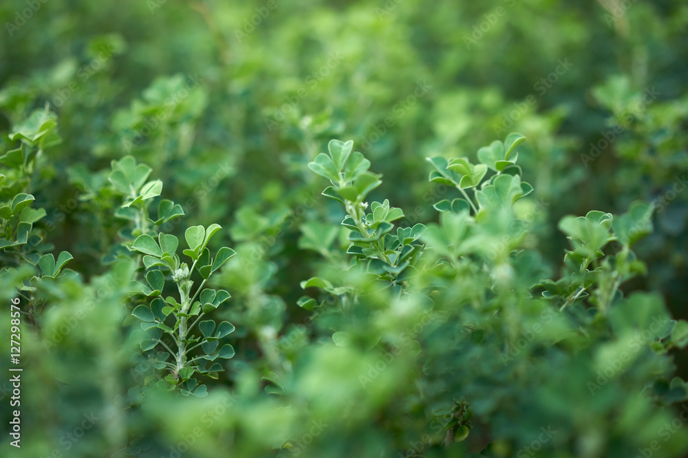 close-up of green plants close-up of green plants