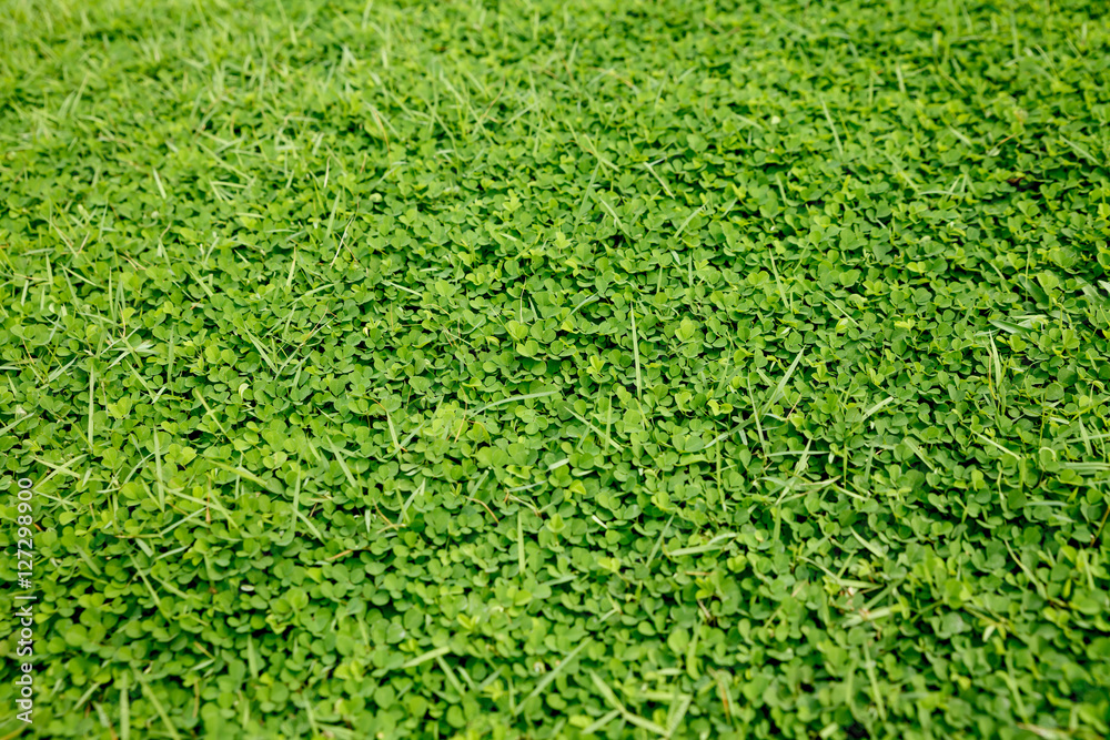 Green grass texture background.