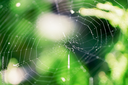 Cobweb on a bush in the forest macro photo