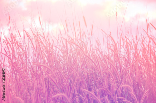Grasses field background © guykantawan