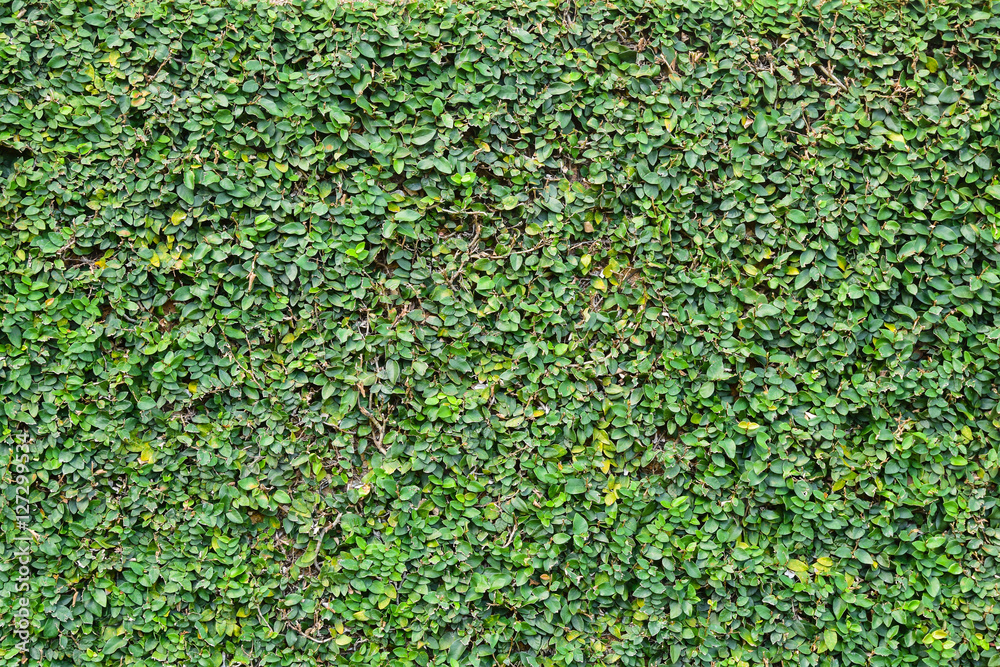 Green Creeper Plant on a Wall for home design nature background Green Creeper Plant on a Wall for home design nature background