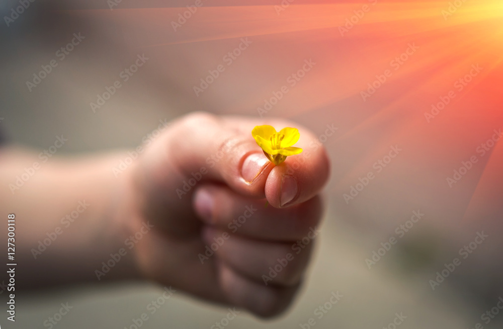 Hand gives a wild flower with love at sunset. romance. Hand gives a wild flower with love at sunset. romance.