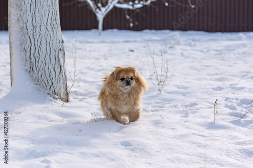 Dog in snow © T.Den_Team