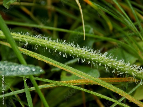 Frost on meadow plant during winter