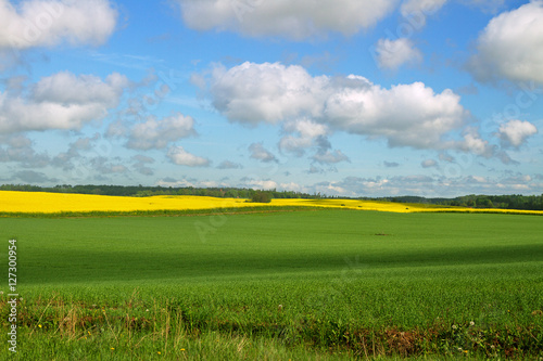 Country landscape with canola and wheat.