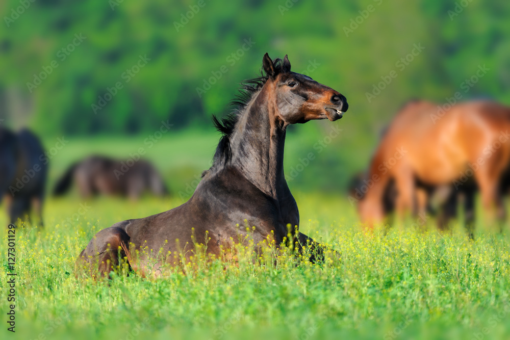 Horse funny rest in herd on spring meadow Horse funny rest in herd on spring meadow