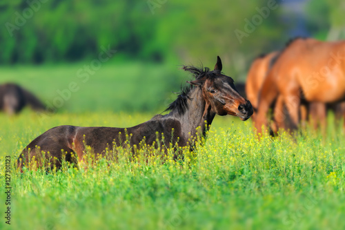Bay horse rest on spring pasture