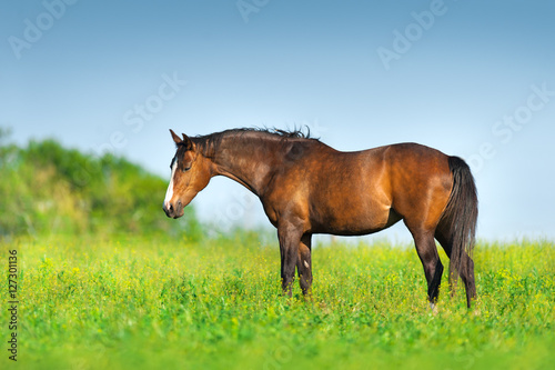 Bay horse standing on spring green pasture