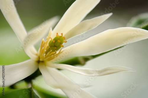 .White Chempaka white bloom on the beautiful aroma.