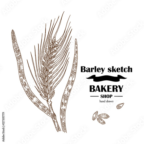 Ears of barley. Hand drawn cereal set. Bakery logo design. Vector