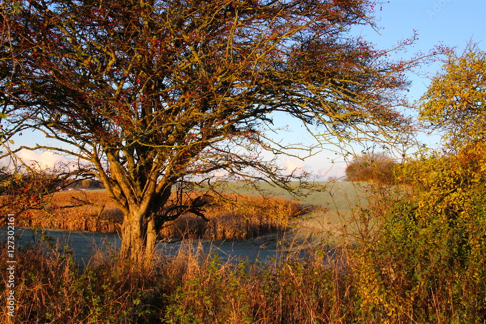Fototapeta premium Shadow waterlike field in November