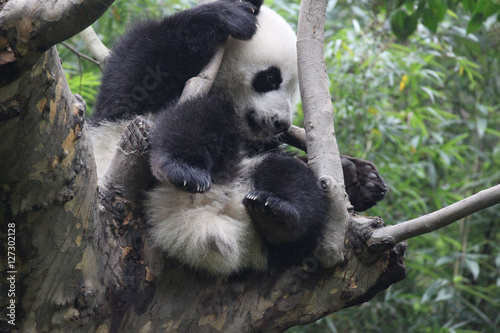 Fototapeta Naklejka Na Ścianę i Meble -  Baby Panda on the Tree