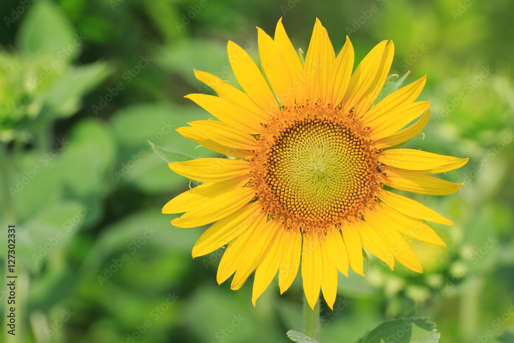 Sunflower Sunflower