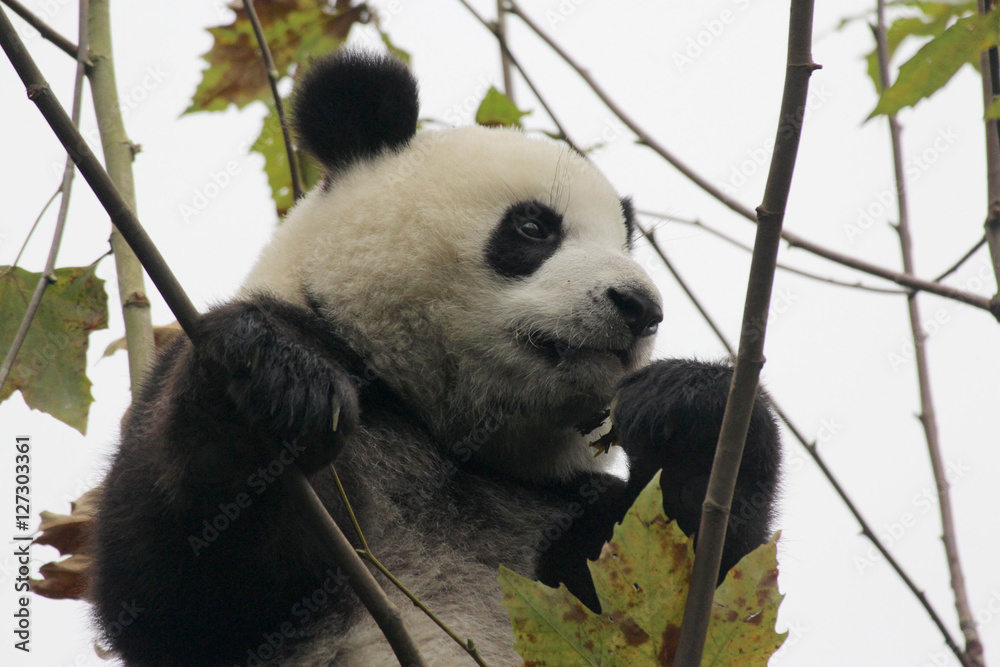 Obraz premium Baby Panda on the tree