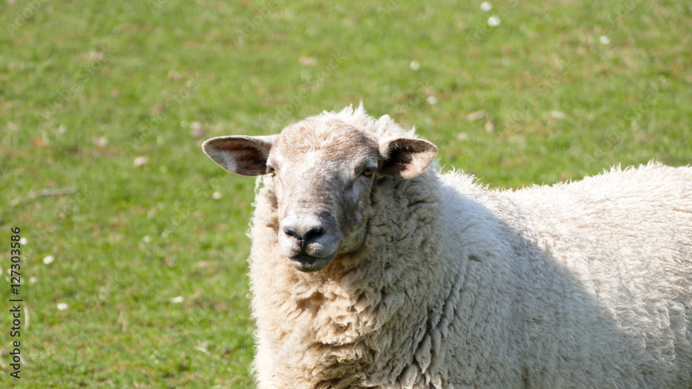 Country life - Sheep 