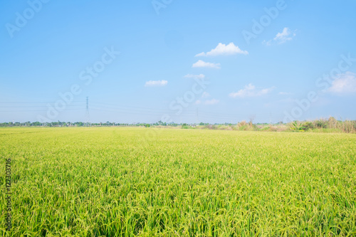 field of rice seedlings green with blue sky for background texture.