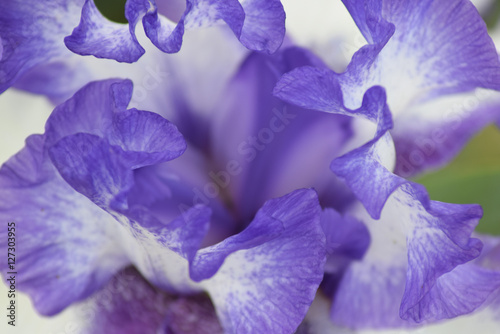 Macro Iris