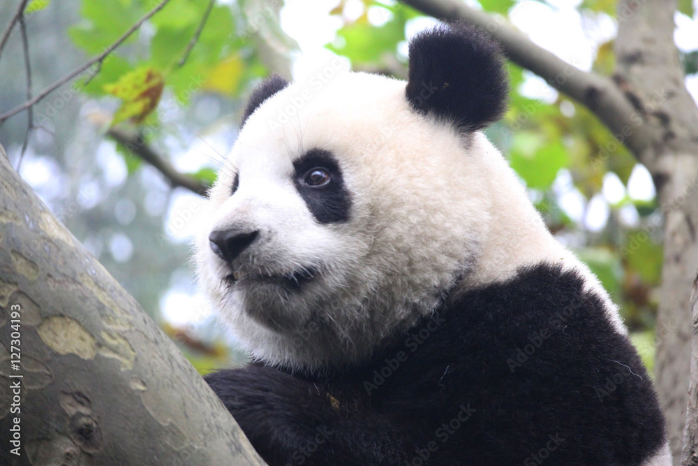 Fototapeta premium Baby Panda