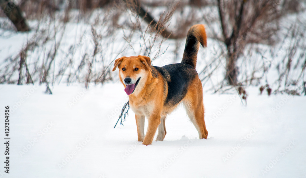 Happy dog in winter on walk