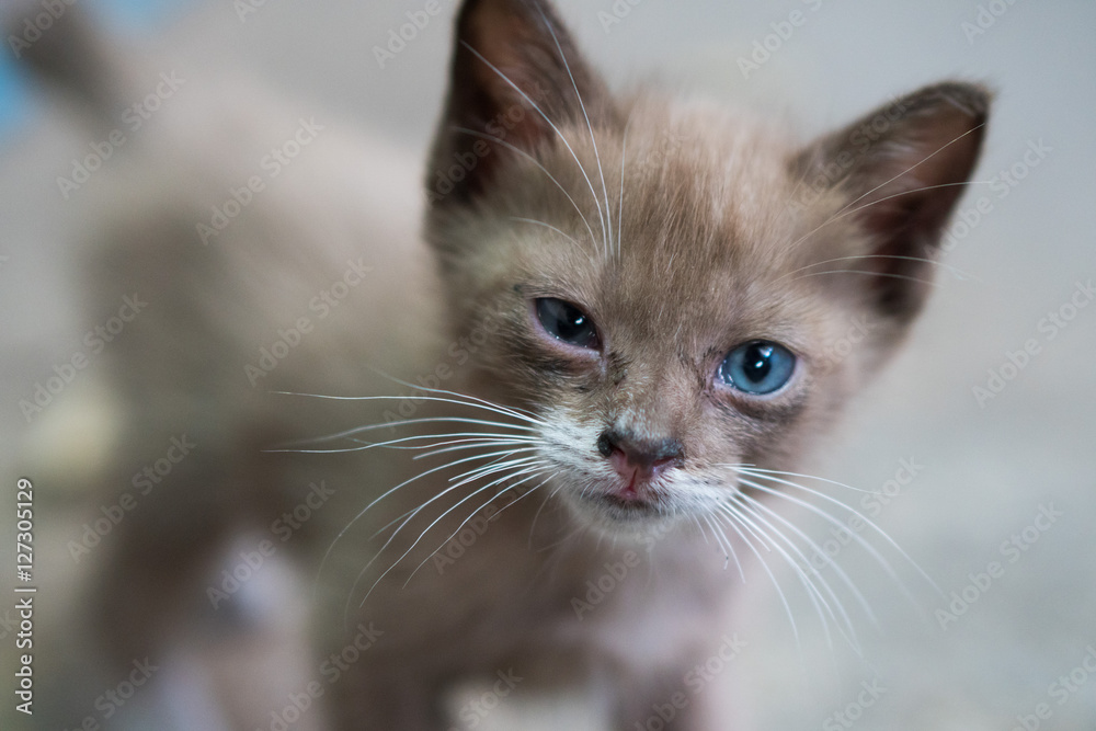 Portrait of beautiful kitty with blue eyes looking up into the camera over beige background