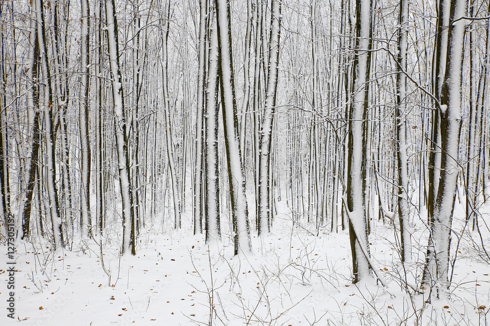 Fototapeta premium nature in winter
