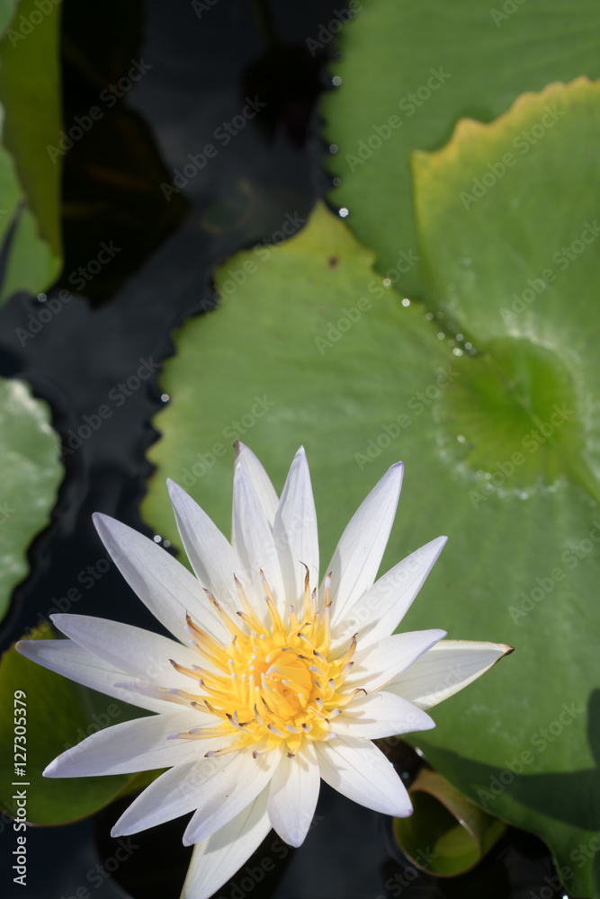 Closeup of white water lily