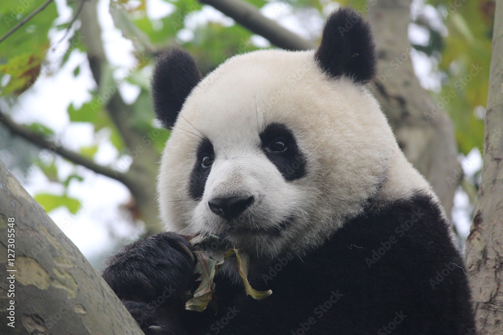 Obraz premium Baby Panda