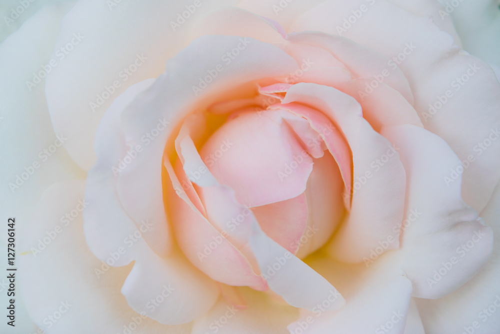 Pale Pink Rose macro in a garden