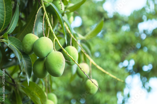 Tree branch with green mango fruits hanging. Green foliage background.
