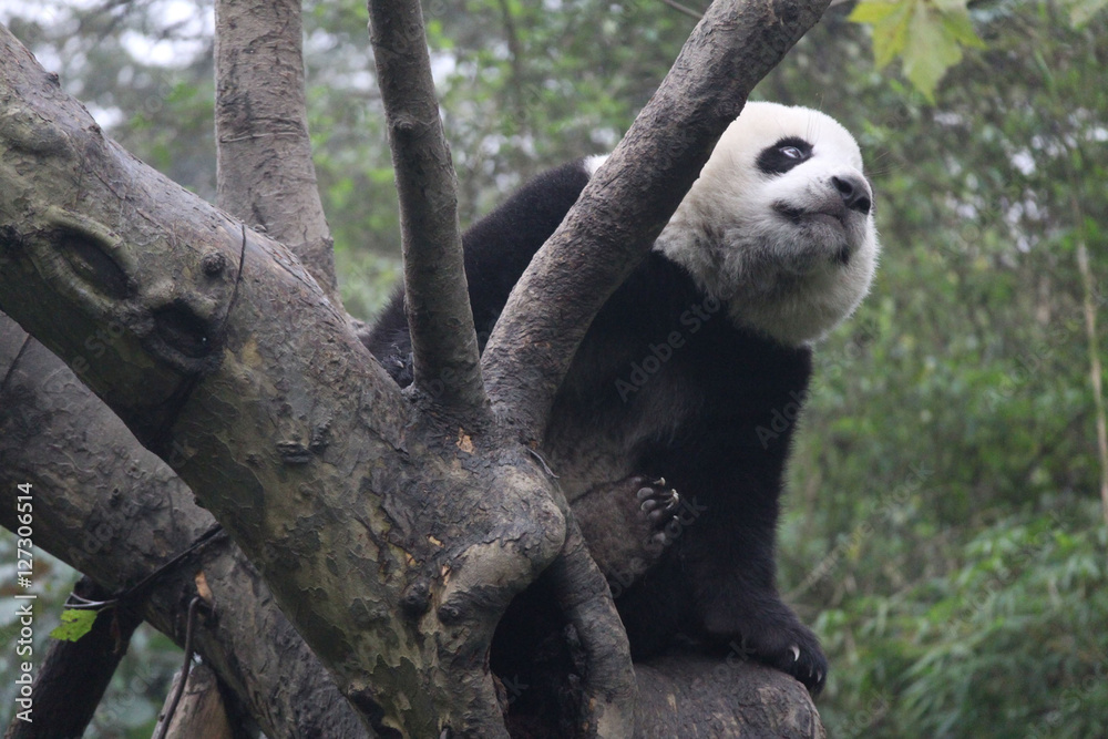 Fototapeta premium Baby Panda