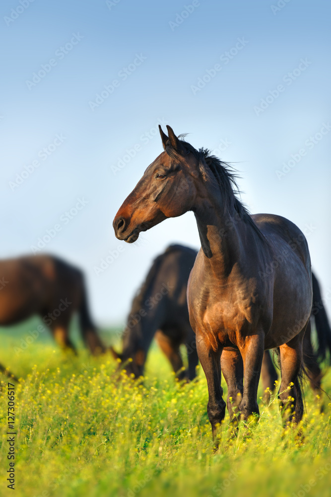 Fototapeta premium Horse standing against herd on spring pasture