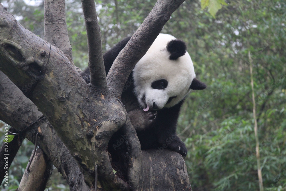 Obraz premium Baby Panda