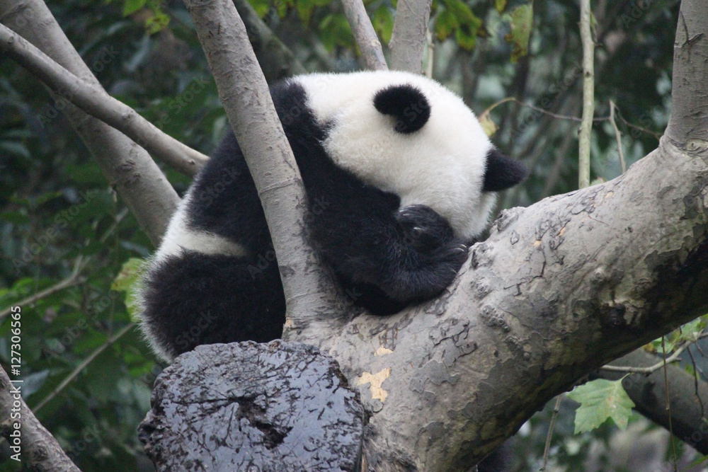 Fototapeta premium Baby Panda