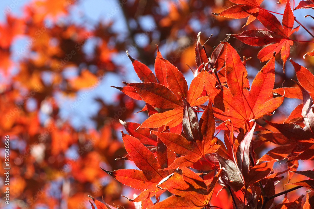 紅葉・日中 紅葉・日中